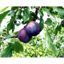 Blomme 'Kirkes' Prunus Domestica 'Kirkes' 4-8 Grene, 130-170 Cm. 10 Liter Potte. (S.J.A.)