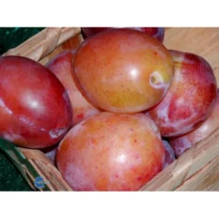 Blomme 'Victoria' Prunus Domestica 'Victoria' 4-8 Grene, 130-170 Cm. 10 Liter Potte. (S.J.A.)