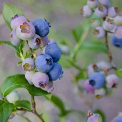 Storfrugtet Blåbær 'Patriot' Vaccinium Corymbosum 'Patriot' Potte 3,0 Liter,- Opbundet -Osmome Butik p243 50682 vaccinium corymbosum patriot 9809