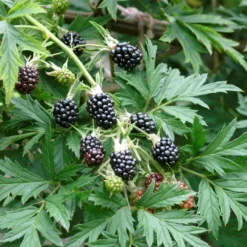 Brombær 'Thornless Evergreen' Rubus Fruticosus 'Thornless Evergreen' Potte 3,0 Liter,- Opbundet -Osmome Butik p247 50654 rubus fruticosus thornless evergreen d08a