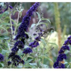 Sommerfuglebusk 'Empire Blue' Buddleja Davidii 'Empire Blue' Potte 2,0 Liter,- 30-40 Cm. -Osmome Butik p249 36405 buddleja davidii empire blue fd81