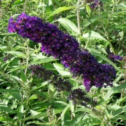 Sommerfuglebusk 'Black Knight' Buddleja Davidii 'Black Knight' Potte 6,5 Liter 50-60 Cm. -Osmome Butik p250 47307 buddleja davidii black knight 5405