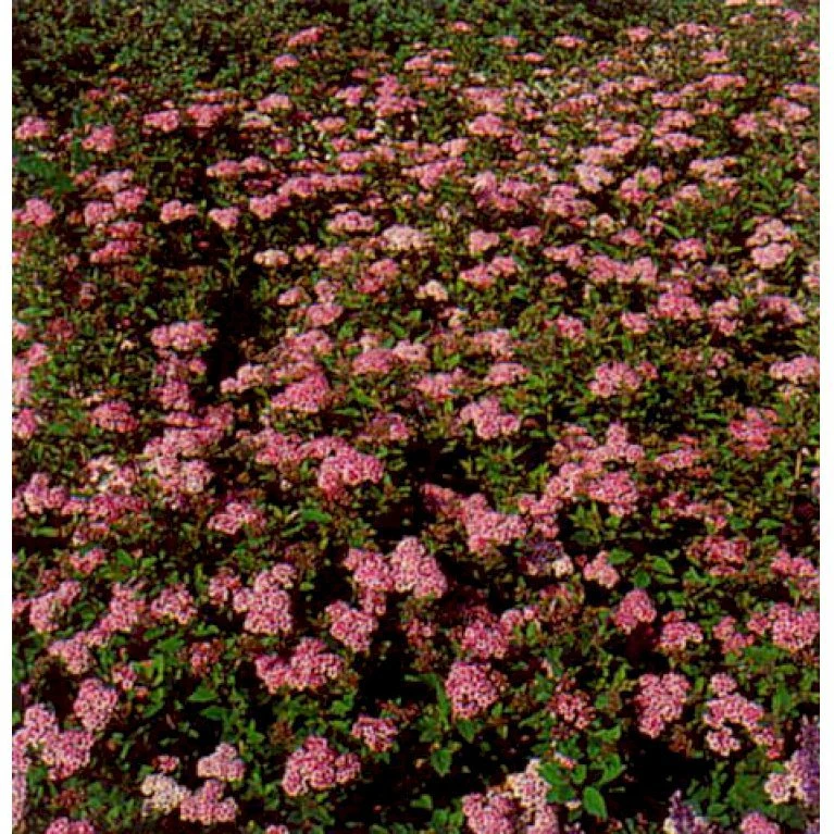 Spiræa 'Shirobana' Spiraea Japonica 'Shirobana' Potte 4,0 Liter,- 30-40 Cm. 3 Spiræa 'Shirobana' Spiraea Japonica 'Shirobana' Potte 4,0 Liter,- 30-40 Cm. - Billede 3