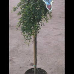 Opstammet Dværgmispel Cotoneaster Micr. 'streib'S Findling' Opstammet 60 Cm. Med Potte -Osmome Butik p2829 2195 cotoneaster micr streib s findling 5413