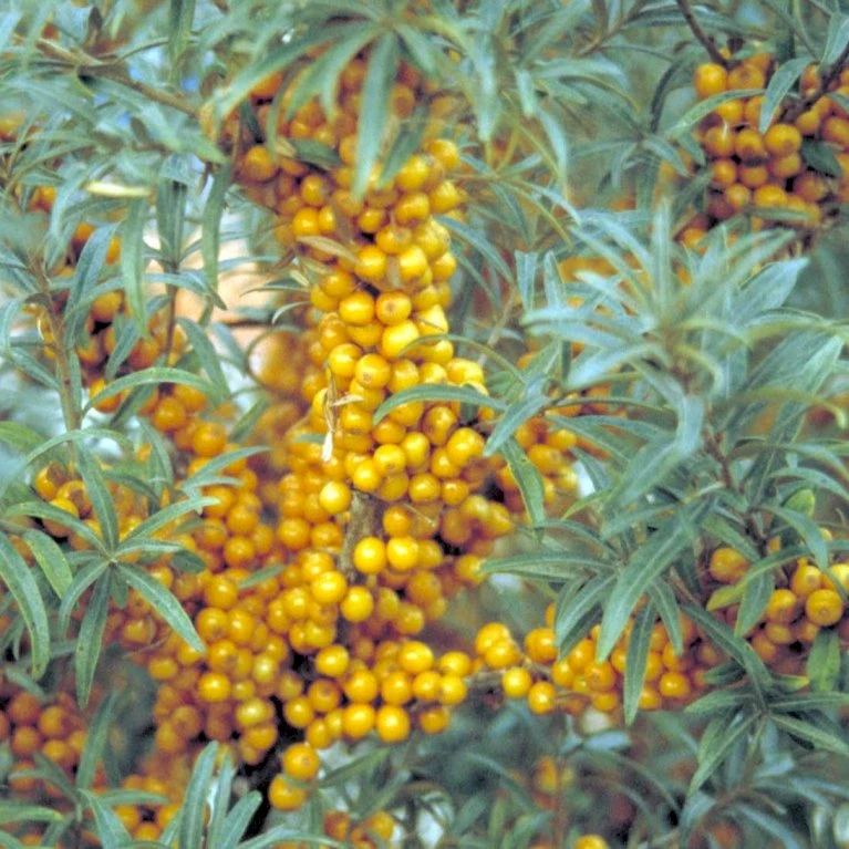 Havtorn 'Leikora' Hippophae Rhamnoides 'Leikora' (Hunplante) Potte 2,0 Liter,- Opbundet 1 Havtorn 'Leikora' Hippophae Rhamnoides 'Leikora' (Hunplante) Potte 2,0 Liter,- Opbundet