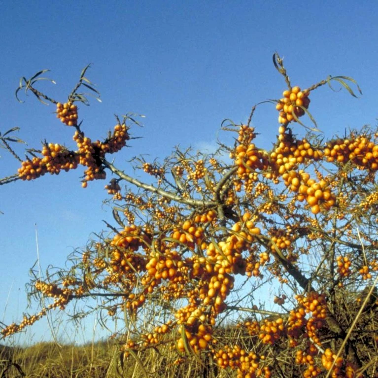Havtorn 'Leikora' Hippophae Rhamnoides 'Leikora' (Hunplante) Potte 2,0 Liter,- Opbundet 2 Havtorn 'Leikora' Hippophae Rhamnoides 'Leikora' (Hunplante) Potte 2,0 Liter,- Opbundet - Billede 2