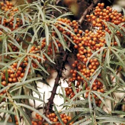 Havtorn 'Leikora' Hippophae Rhamnoides 'Leikora' (Hunplante) Potte 2,0 Liter,- Opbundet 7 Havtorn 'Leikora' Hippophae Rhamnoides 'Leikora' (Hunplante) Potte 2,0 Liter,- Opbundet -Osmome Butik p28687 48709 hippophae rhamnoides leikora hunplante 95b5