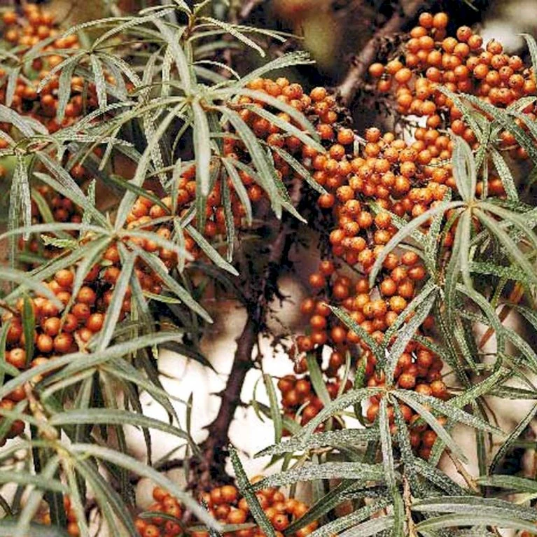 Havtorn 'Leikora' Hippophae Rhamnoides 'Leikora' (Hunplante) Potte 2,0 Liter,- Opbundet 3 Havtorn 'Leikora' Hippophae Rhamnoides 'Leikora' (Hunplante) Potte 2,0 Liter,- Opbundet - Billede 3
