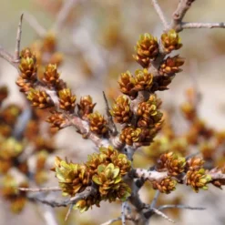 Havtorn 'Leikora' Hippophae Rhamnoides 'Leikora' (Hunplante) Potte 2,0 Liter,- Opbundet 8 Havtorn 'Leikora' Hippophae Rhamnoides 'Leikora' (Hunplante) Potte 2,0 Liter,- Opbundet -Osmome Butik p28687 48710 hippophae rhamnoides leikora hunplante e438