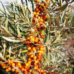 Havtorn 'Leikora' Hippophae Rhamnoides 'Leikora' (Hunplante) Potte 2,0 Liter,- Opbundet 9 Havtorn 'Leikora' Hippophae Rhamnoides 'Leikora' (Hunplante) Potte 2,0 Liter,- Opbundet -Osmome Butik p28687 50597 hippophae rhamnoides leikora hunplante e732