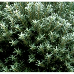 Havtorn (ej Kønssorterede) Hippophae Rhamnoides (ej Kønssorterede) Potte 7,5 Liter 80-100 Cm. -Osmome Butik p28690 41270 hippophae rhamnoides ej koensselekteret 3e10