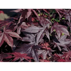Japansk Ahorn 'Bloodgood' Acer Palmatum 'Bloodgood' Potte 10 Liter,- 60-80 Cm. -Osmome Butik p2900 2248 acer palmatum bloodgood 2bdf