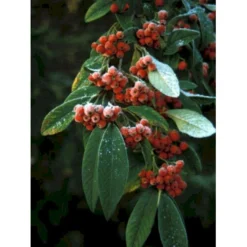 Dværgmispel 'Brandkjær' Cotoneaster Watereri 'Brandkjær' 5 Liter Potte -Osmome Butik p2911 2256 cotoneaster watereri brandkjaer 9924