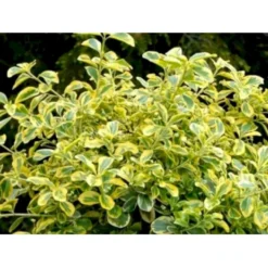 Benved 'Canadale Gold' Euonymus Japonica 'Canadale Gold' Opstammet 120 Cm. Med Potte