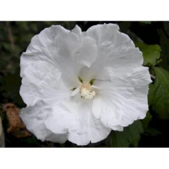 Syrisk Rose 'Diana' Hibiscus Syriacus 'Diana' Potte 4,0 Liter,- 50-60 Cm. -Osmome Butik p2919 2262 hibiscus syriacus diana 60da