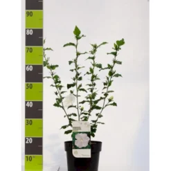 Syrisk Rose 'Diana' Hibiscus Syriacus 'Diana' Potte 4,0 Liter,- 50-60 Cm.