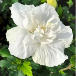 Syrisk Rose 'White Chiffon' (R) Hibiscus Syriacus 'White Chiffon' (r) Potte 6,6 Liter, - 70-80 Cm. -Osmome Butik p2926 36150 hibiscus syriacus white chiffon r 0386