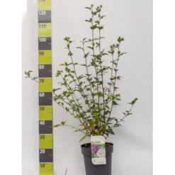 Syrisk Rose 'White Chiffon' (R) Hibiscus Syriacus 'White Chiffon' (r) Potte 6,6 Liter, - 70-80 Cm.