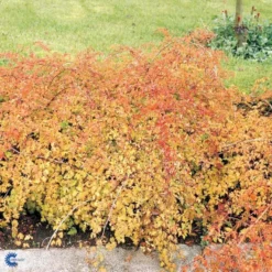 Kranstop 'Crispa' Stephanandra Incisa 'Crispa' 3,5 Liter Potte -Osmome Butik p2943 47518 stephanandra incisa crispa deea