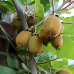 Kiwi 'Solo' Actinidia Chinensis 'Solo' (Selvbestøvende) Potte 2,0 Liter,- Opbundet 60-100 Cm -Osmome Butik p2955 50529 actinidia chinensis solo selvbestoevende e045