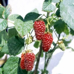 Taybær 'Medana' Rubus X Tayberry 'Medana' Potte 2,0 Liter,- Opbundet