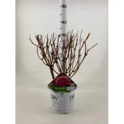 Træagtig Hortensia 'Invinc. Pink Annabelle'' Hydrangea Arb. 'invinc. Pink Annabelle'' Potte 3,0 Liter,- 25-30 Cm.