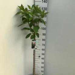 Syrén-Hortensia 'Phantom' Hydrangea Paniculata 'Phantom' Opstammet 90 Cm. 7,5 Liter Potte