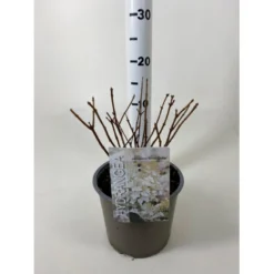 Syrén-Hortensia 'Silver Dollar' Hydrangea Paniculata 'Silver Dollar' Potte 3,0 Liter,- 25-30 Cm.