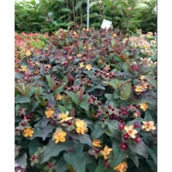 Perikon 'Miracle Night' Hypericum Inodorum 'Miracle Night' 3,5 Liter Potte