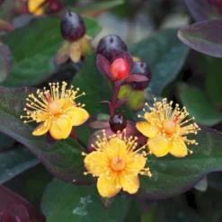 Perikon 'Miracle Night' Hypericum Inodorum 'Miracle Night' 3,5 Liter Potte -Osmome Butik p32222 47370 hypericum inodorum miracle night 98f2