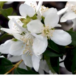 Uægte Jasmin 'Lemoinei' Philadelphus 'Lemoinei' Potte 6,5 Liter 60-80 Cm. -Osmome Butik p32363 40268 philadelphus lemoinei aa11