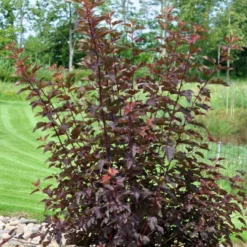 Blærespiræa 'Diable D'Or'® Physocarpus Opulif. 'Diable D'Or'® 5 Liter Potte -Osmome Butik p32397 47388 physocarpus opulif diable d or 8e81