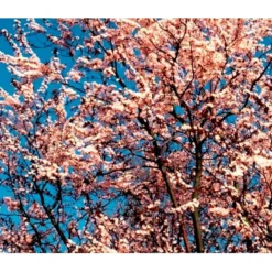 Blodblomme 'Nigra' Prunus Cerasifera 'Nigra' Solitær Busk 150-200 Cm. - Med Klump