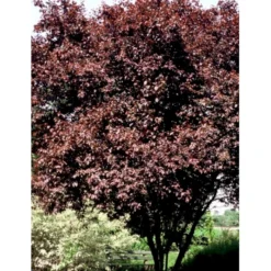 Blodblomme 'Nigra' Prunus Cerasifera 'Nigra' Solitær Busk 150-200 Cm. - Med Klump -Osmome Butik p32534 36752 prunus cerasifera nigra 86a3