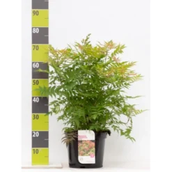 Tusindtop 'Sem' Sorbaria Sorbifolia 'Sem' Potte 6,5 Liter 60-80 Cm.