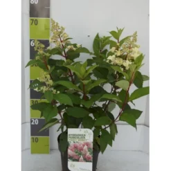 Syrén-Hortensia 'Pinky-Winky' ® Hydrangea Paniculata 'Pinky-winky' ® Potte 4,0 Liter,- 40-50 Cm.