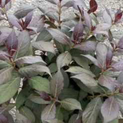 Klokkebusk 'Minor Black' Weigela 'Minor Black(R) 5 Liter Potte -Osmome Butik p32915 48988 weigela minor black r e86d