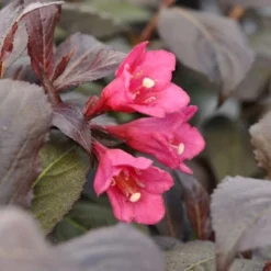 Klokkebusk 'Minor Black' Weigela 'Minor Black(R) 5 Liter Potte -Osmome Butik p32915 48989 weigela minor black r 47af