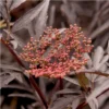 Hyld 'Black Lace' Sambucus Nigra 'Black Lace' 5 Liter Potte