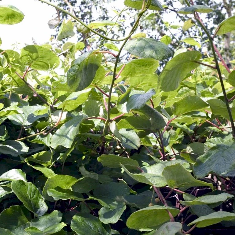 Kiwi 'Boskoop' Actinidia Chinensis 'Boskoop' (Hunplante) Potte 2,0 Liter,- Opbundet 2 Kiwi 'Boskoop' Actinidia Chinensis 'Boskoop' (Hunplante) Potte 2,0 Liter,- Opbundet - Billede 2