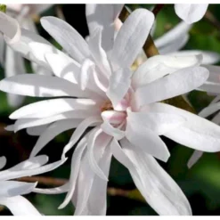 Magnolia 'Wildcat' Magnolia X Loebneri 'Wildcat' 100-125 Cm, Potte 12 Liter -Osmome Butik p33480 41154 magnolia x loebneri wildcat edc7