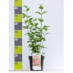 Preston Syren 'Miss Canada' Syringa Prestoniae 'Miss Canada' Potte 4,0 Liter,- 50-60 Cm.