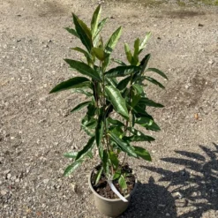 Kongebusk 'Splendid Choiz' Viburnum Nudum 'Splendid Choiz' 5 Liter -Osmome Butik p33523 53293 viburnum nudum splendid choiz 0880