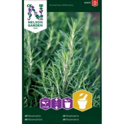 Rosmarin Rosmarinus Officinalis L.