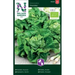 Hovedsalat 'Matilda' Øko Lactuca Sativa 'Matilda'