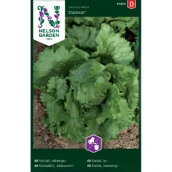 Icebergsalat 'Calmar' Lactuca Sativa 'Calmar'