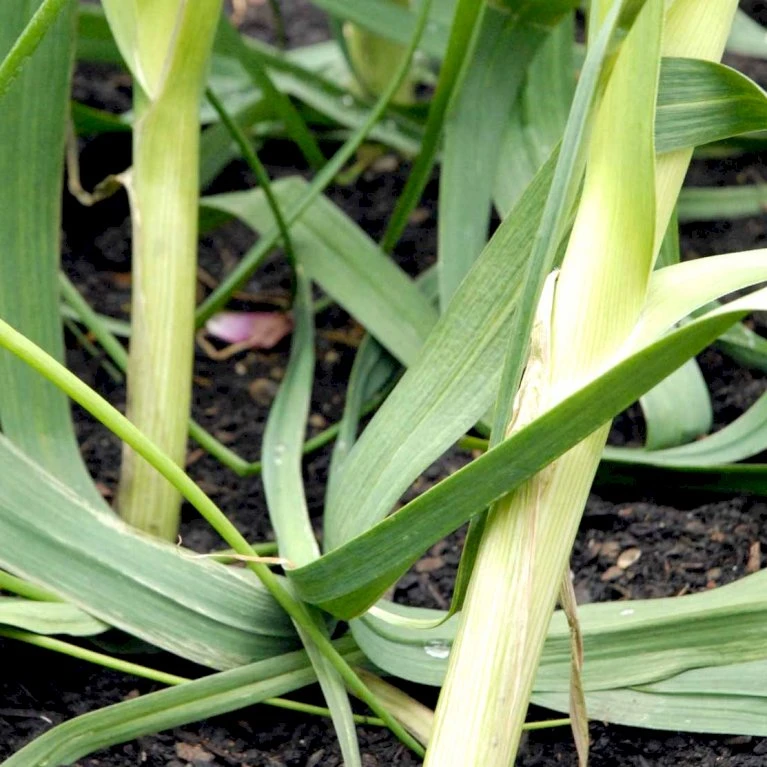 Porre 'Herbstriesen 2' Øko Allium Ampeloprasum 'Herbstriesen 2' Frøpose, Antal Pr. Pakke, Ca. 50 Stk. 2 Porre 'Herbstriesen 2' Øko Allium Ampeloprasum 'Herbstriesen 2' Frøpose, Antal Pr. Pakke, Ca. 50 Stk. - Billede 2