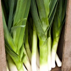 Porre 'Herbstriesen 2' Øko Allium Ampeloprasum 'Herbstriesen 2' Frøpose, Antal Pr. Pakke, Ca. 50 Stk. 5 Porre 'Herbstriesen 2' Øko Allium Ampeloprasum 'Herbstriesen 2' Frøpose, Antal Pr. Pakke, Ca. 50 Stk. -Osmome Butik p34128 54603 allium ampeloprasum herbstriesen 2 eda6