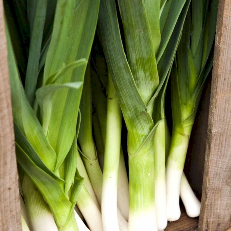 Porre 'Herbstriesen 2' Øko Allium Ampeloprasum 'Herbstriesen 2' Frøpose, Antal Pr. Pakke, Ca. 50 Stk. 3 Porre 'Herbstriesen 2' Øko Allium Ampeloprasum 'Herbstriesen 2' Frøpose, Antal Pr. Pakke, Ca. 50 Stk. - Billede 3