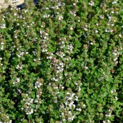 Osmome Butik -Osmome Butik p34130 54674 thymus vulgaris l german winter e472